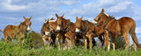 Photo Print: Lancaster County, Matted