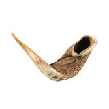 Shofar: Ram Horn