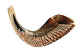 Shofar: Ram Horn