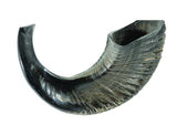 Shofar: Ram Horn