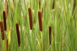 Native Ways – A Plant for All Seasons: Cattail